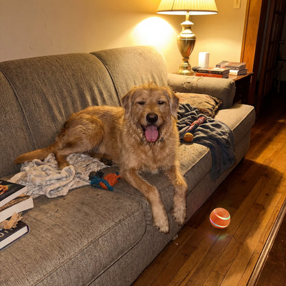 KeepChasing™ Smart Ball Keeps your dog busy when you can't